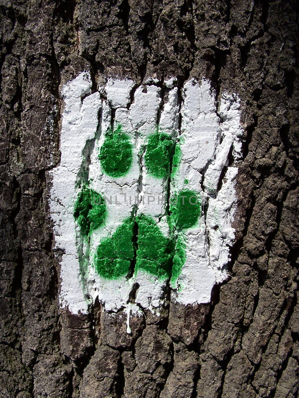 HIKING TRAIL IN THE FOOTSTEPS OF WOLVES