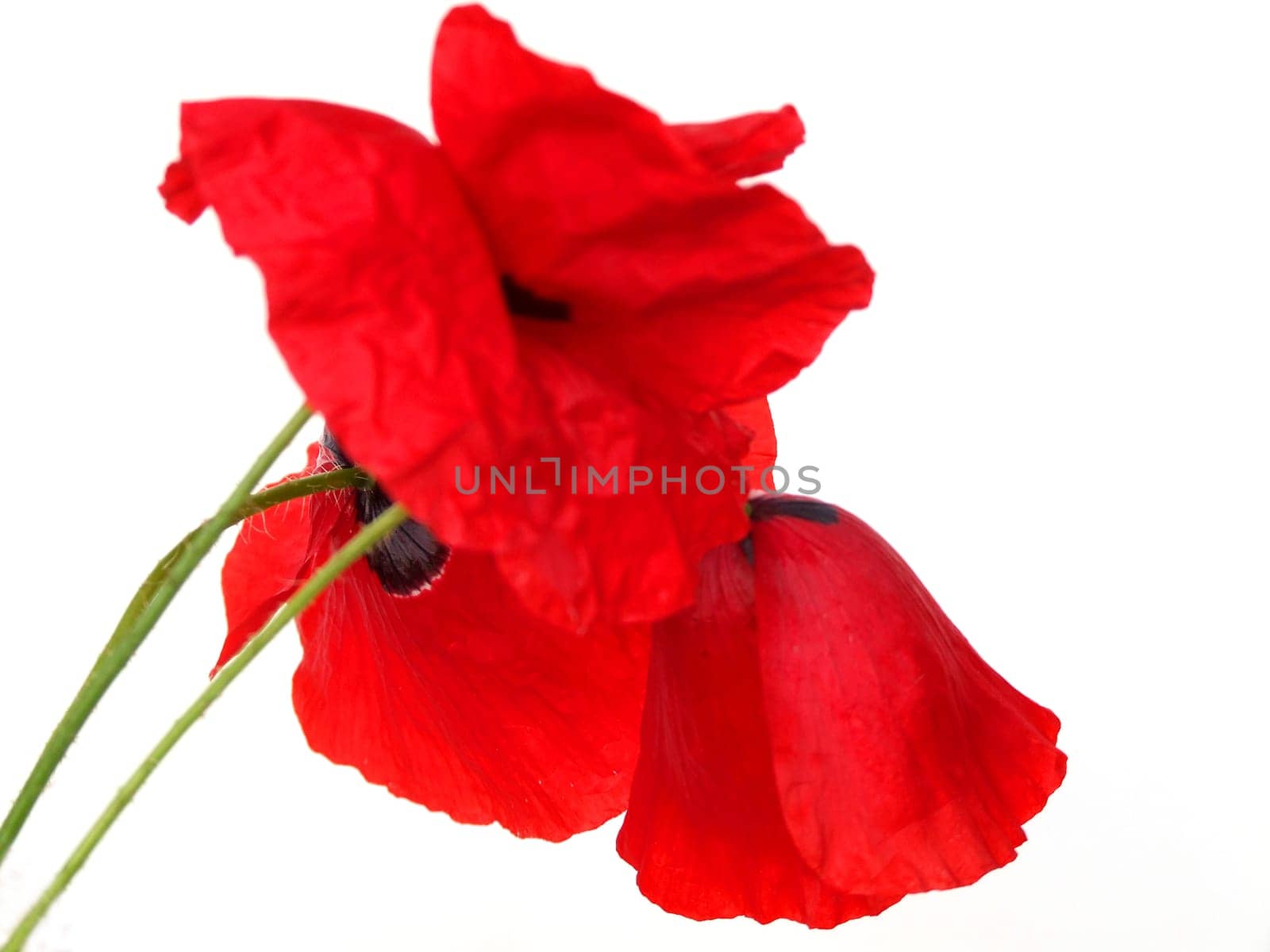 Poppy blossoms