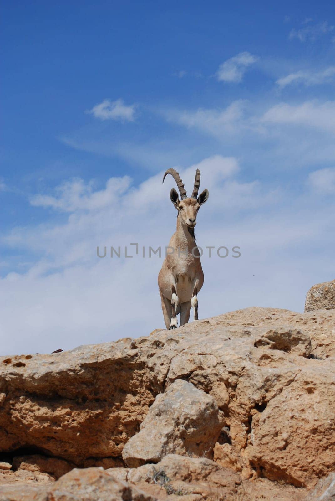 Capricorn