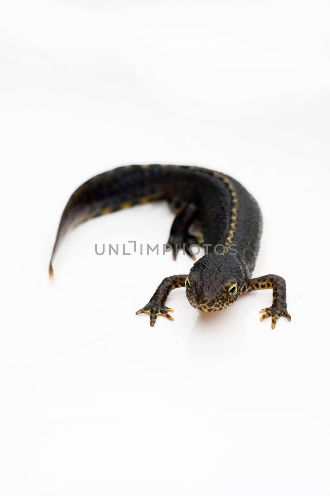 Alpine newt