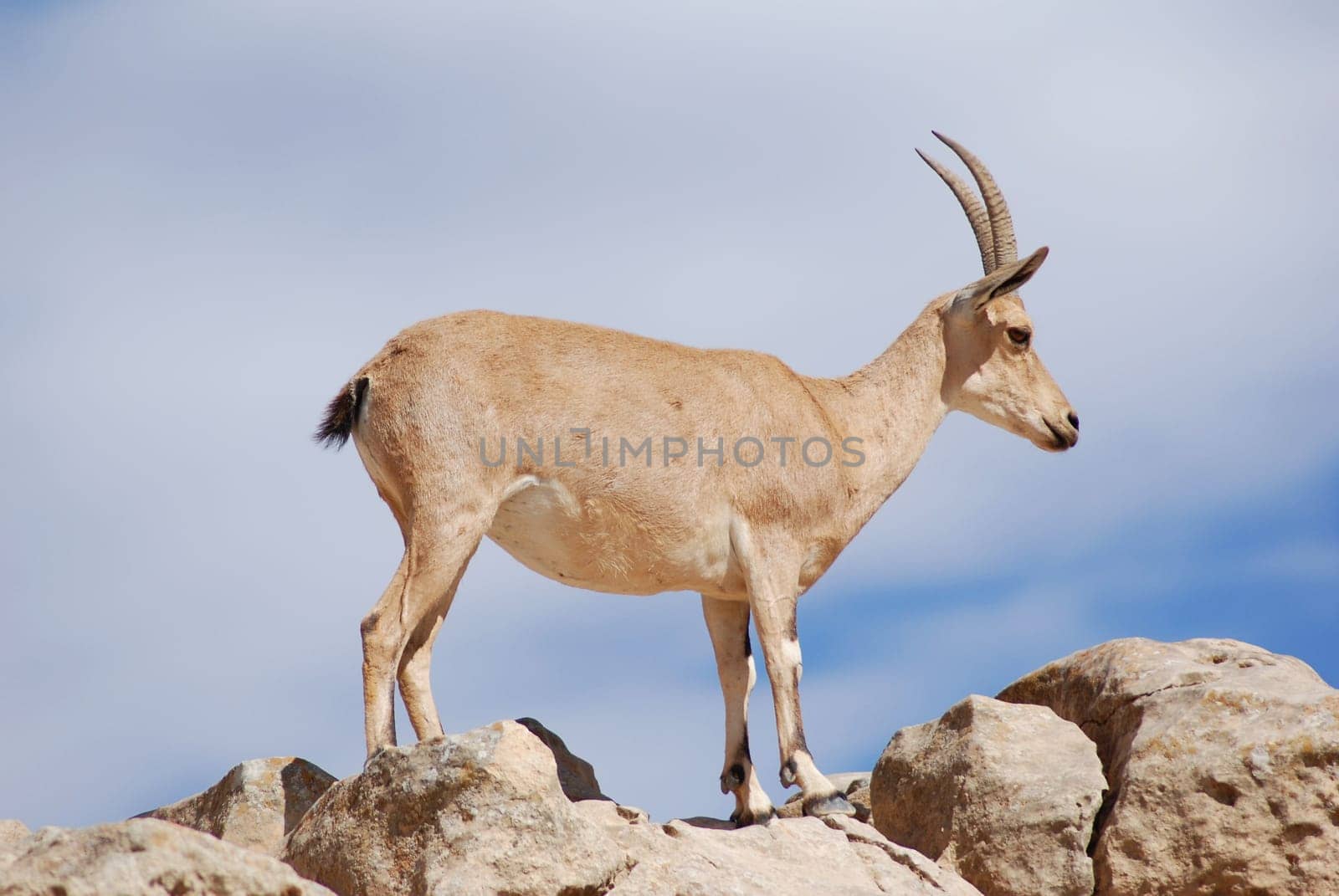 Capricorn