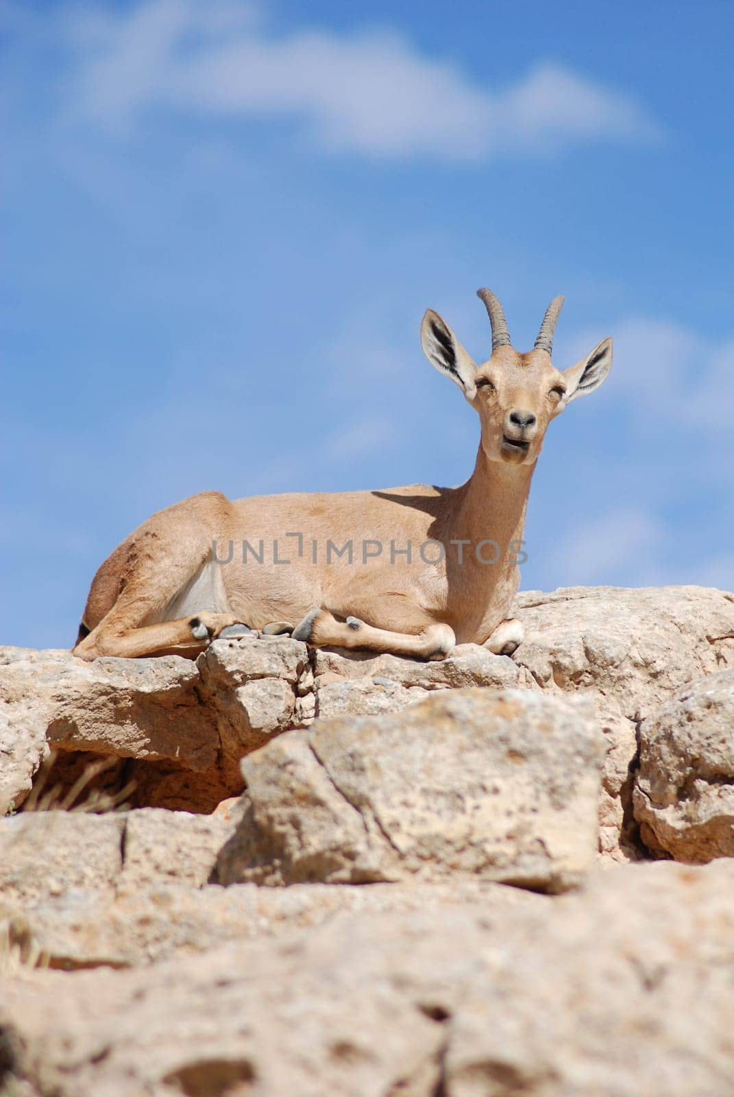 Capricorn