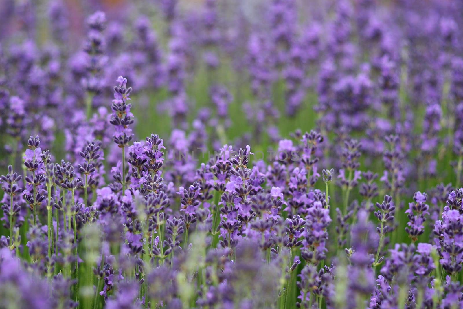 Lavender field