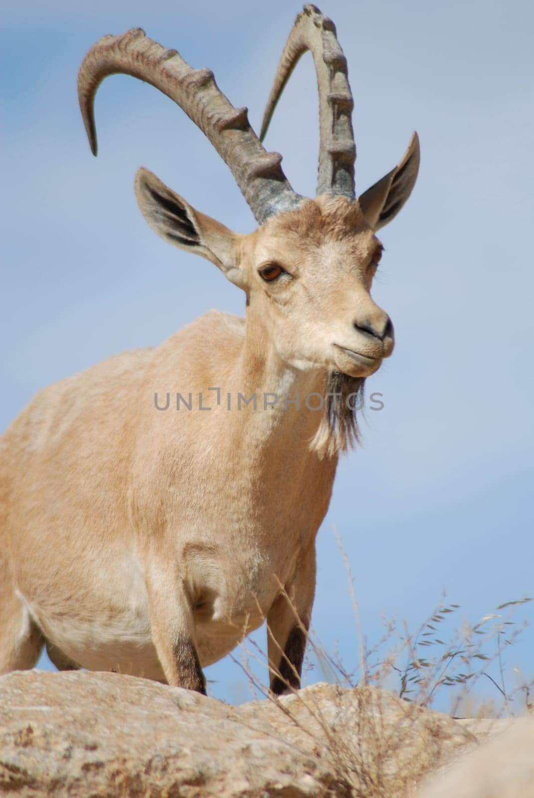 Capricorn