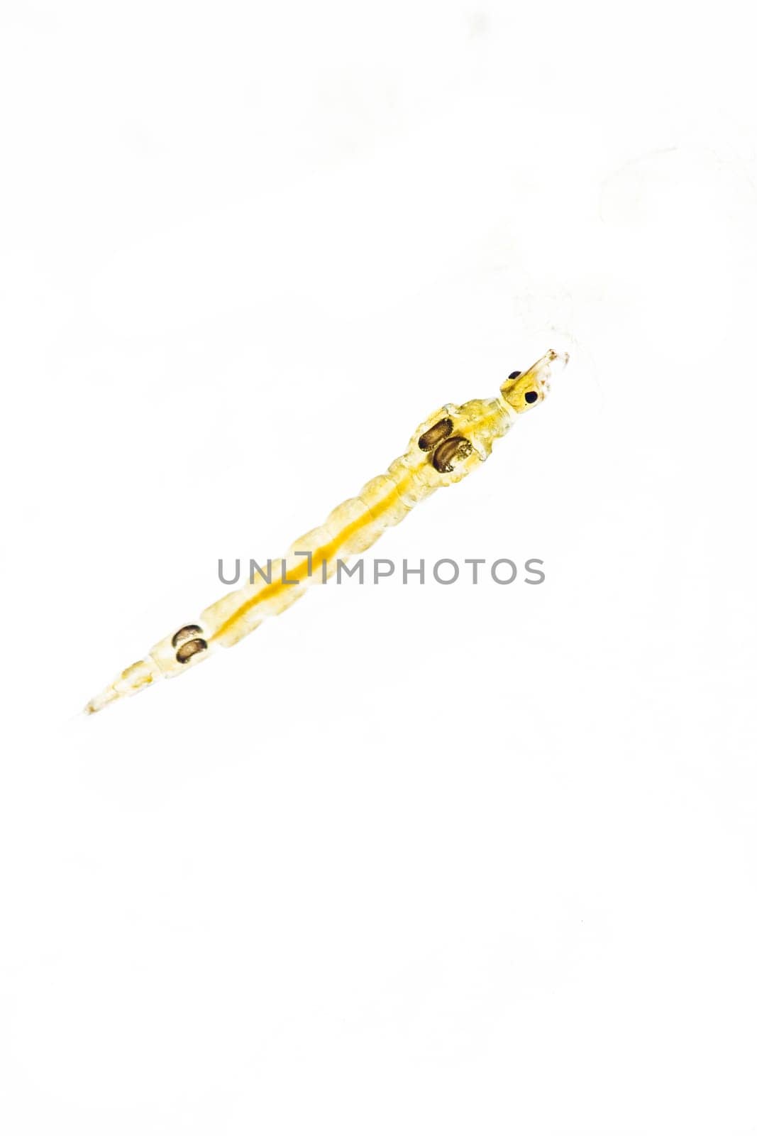 I'm not really satisfied with the quality. Maybe someone has a tip on how to do it better? I put the larva in a white bowl with 2mm water and then photographed it with a polarizing filter,Raynox lens and 180mm macro. Nevertheless,I find the