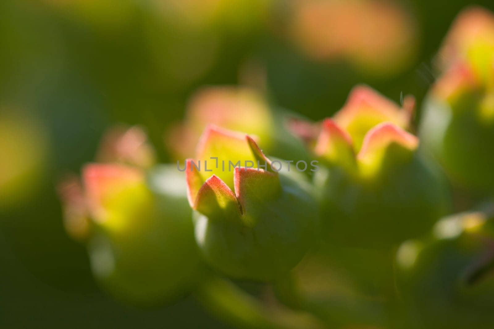 Blueberries on the bush