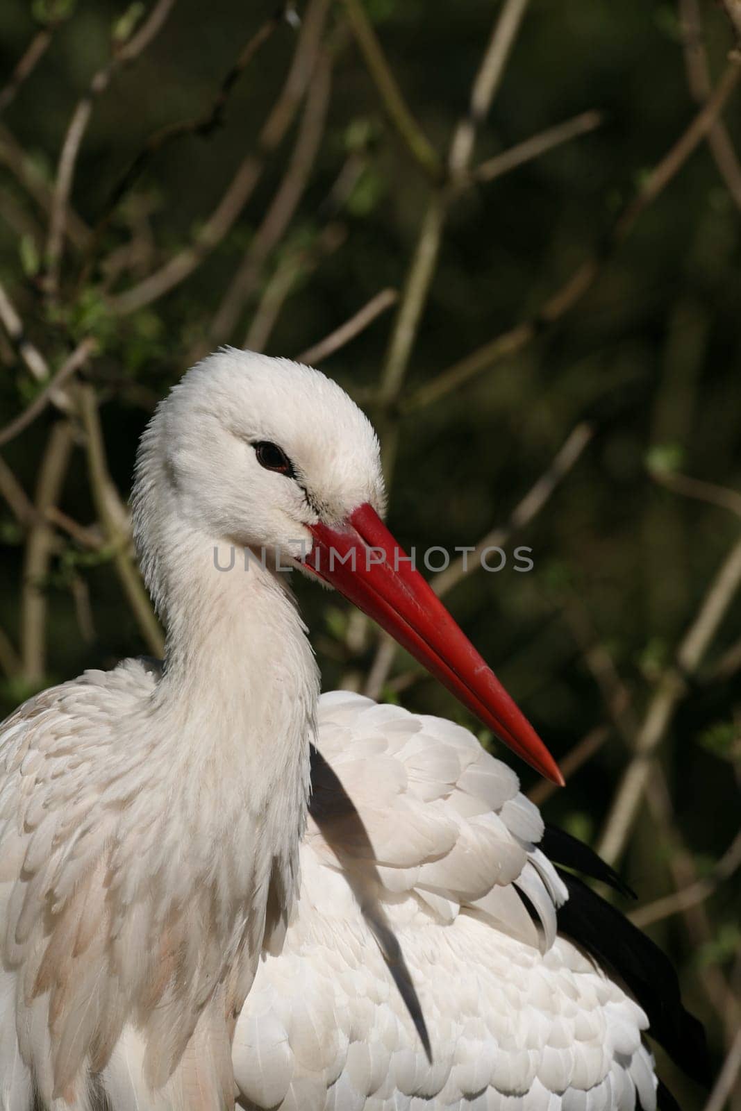 Portrait of a white stork