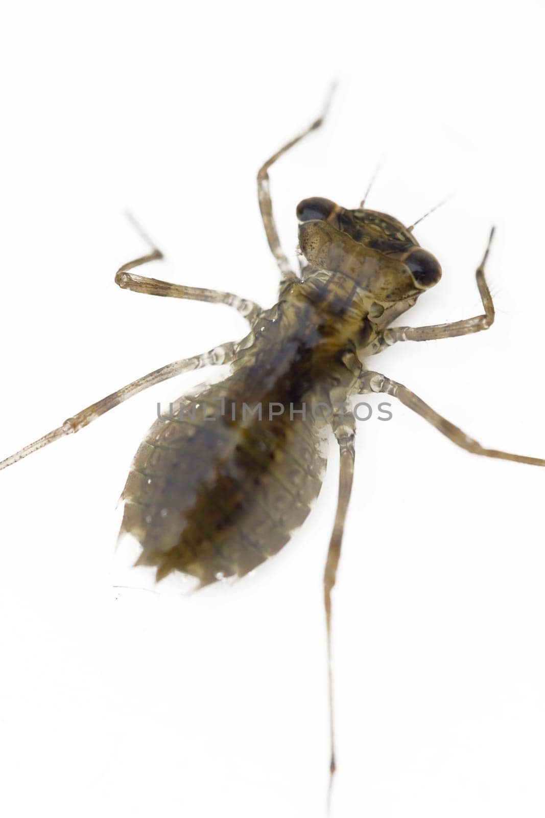 Dragonfly larva of the common heather bell