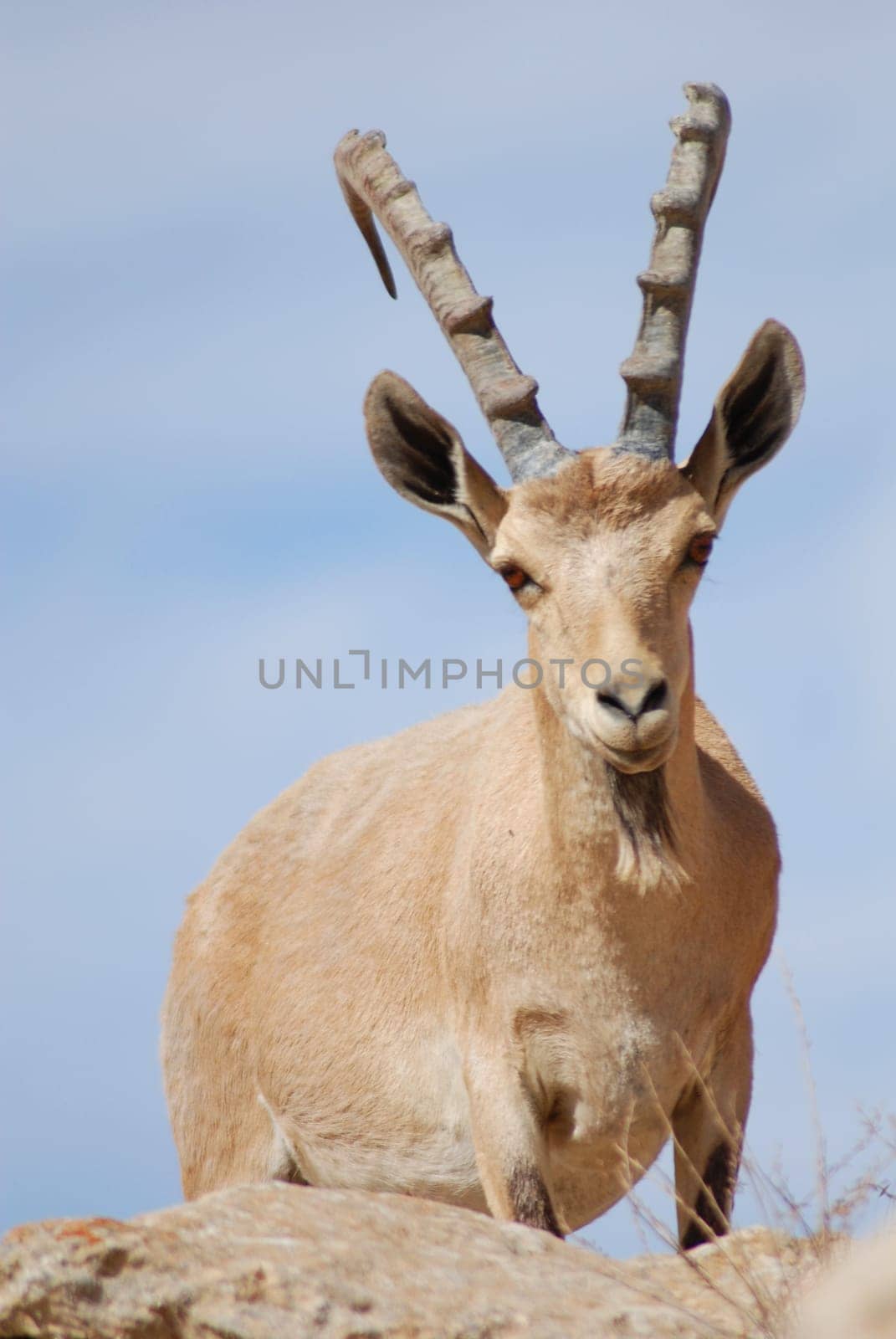Capricorn