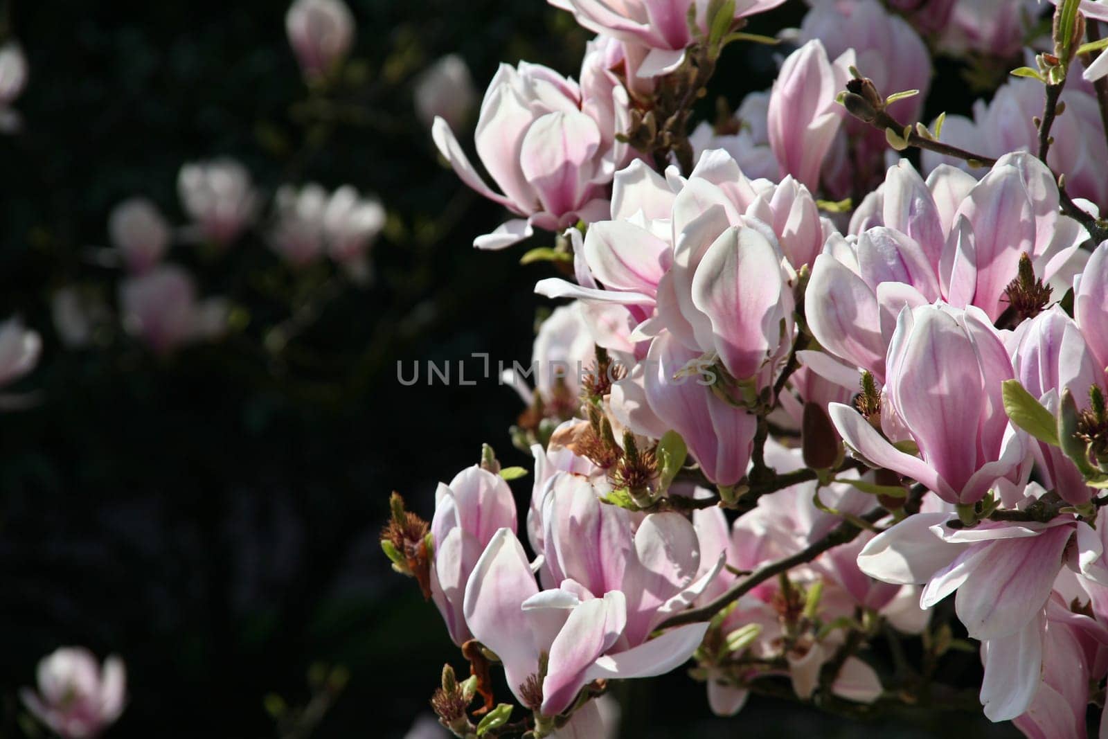 Magnolias
