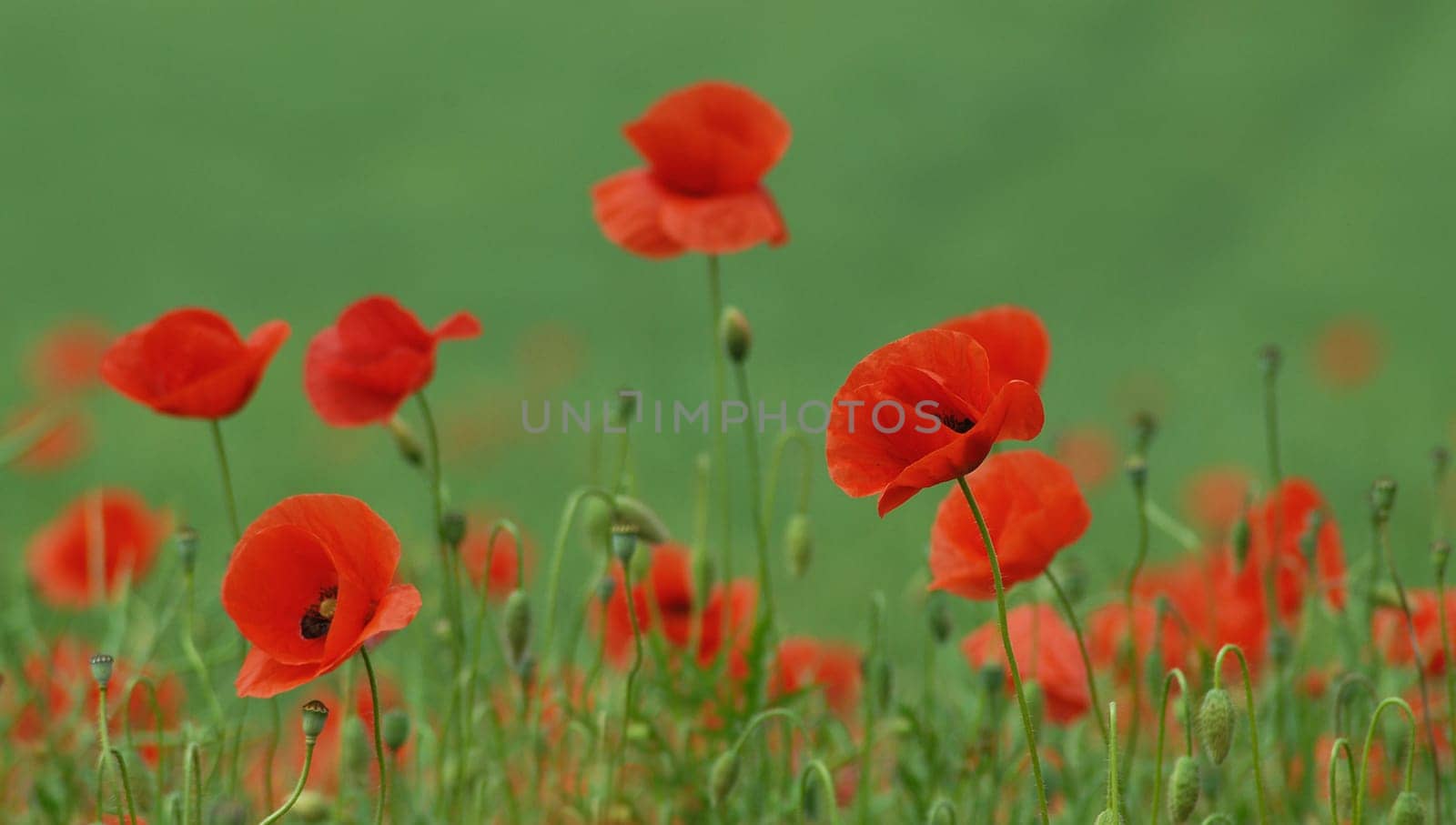 I keep getting my hands on a poppy picture!:-)