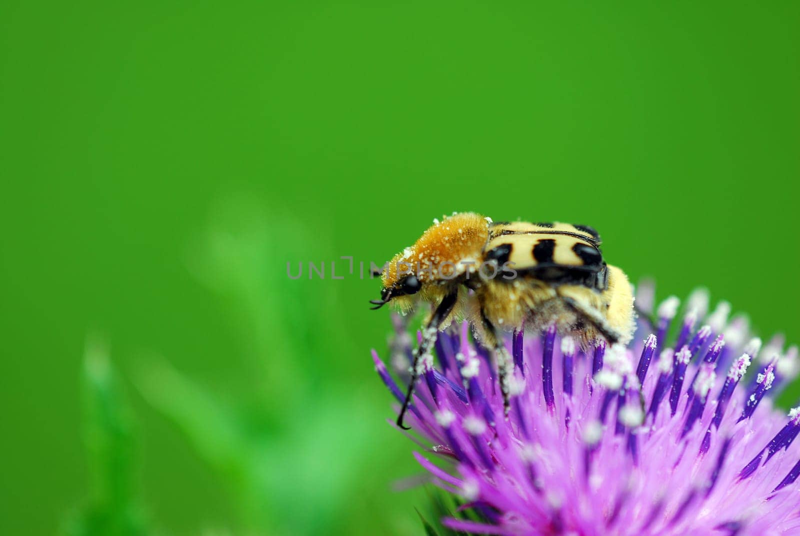 Bumblebee-like