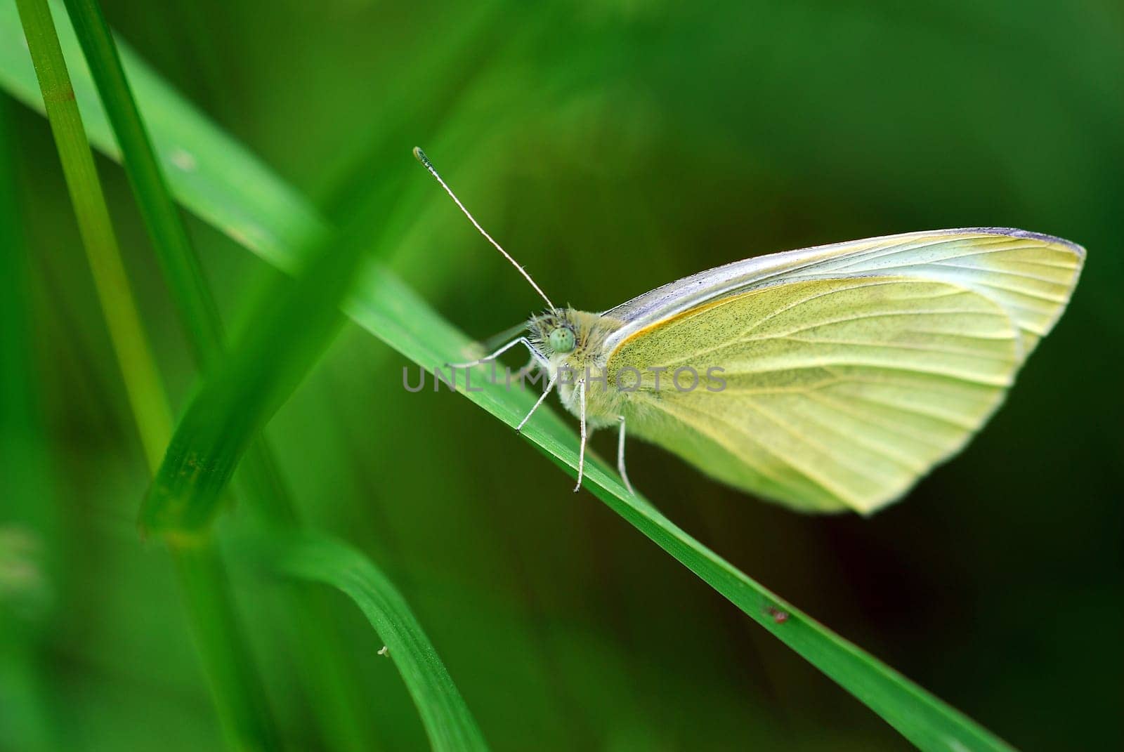 Cabbage white