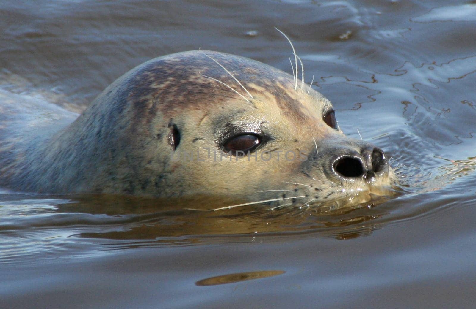 Sea seal