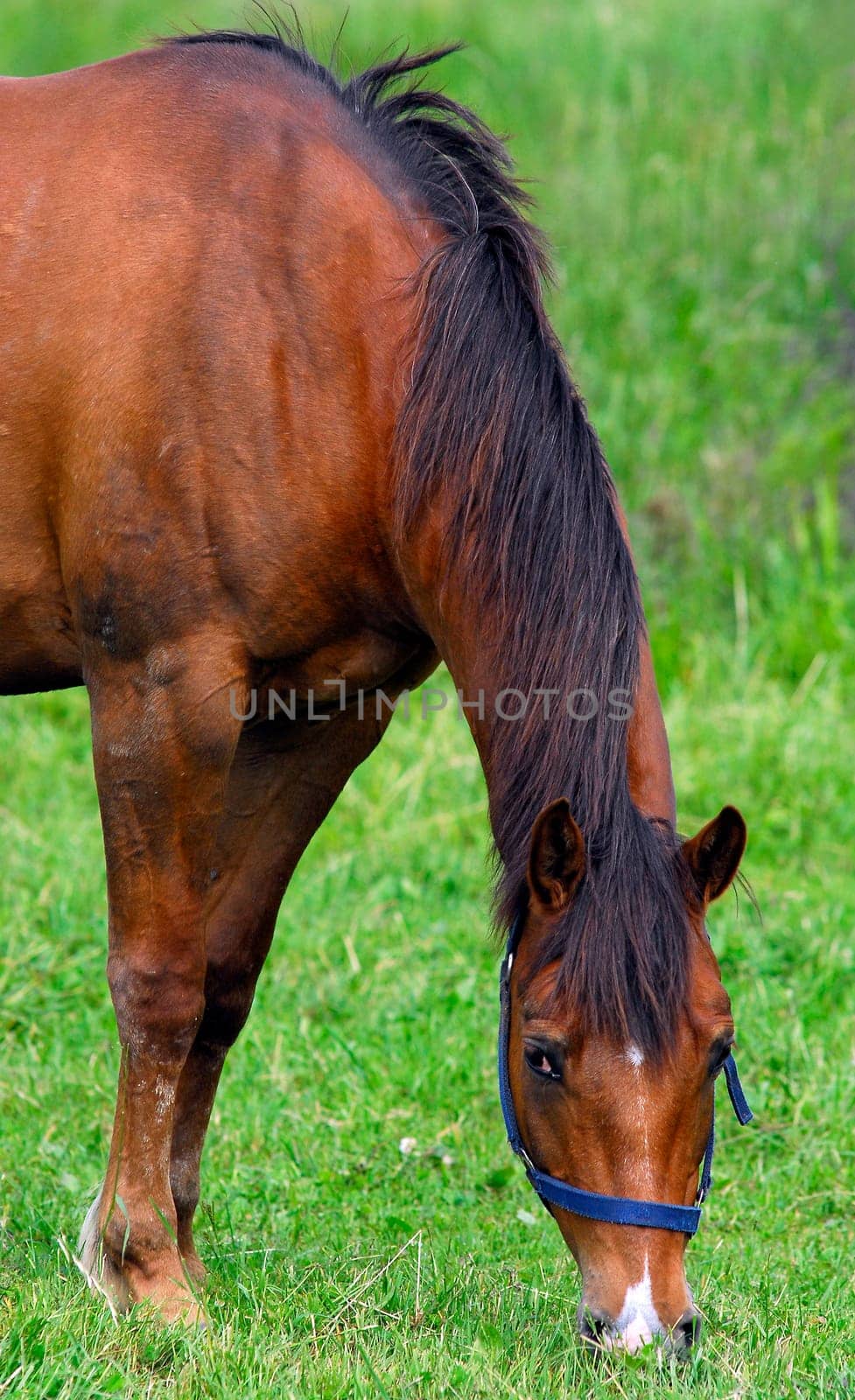 Horse eats
