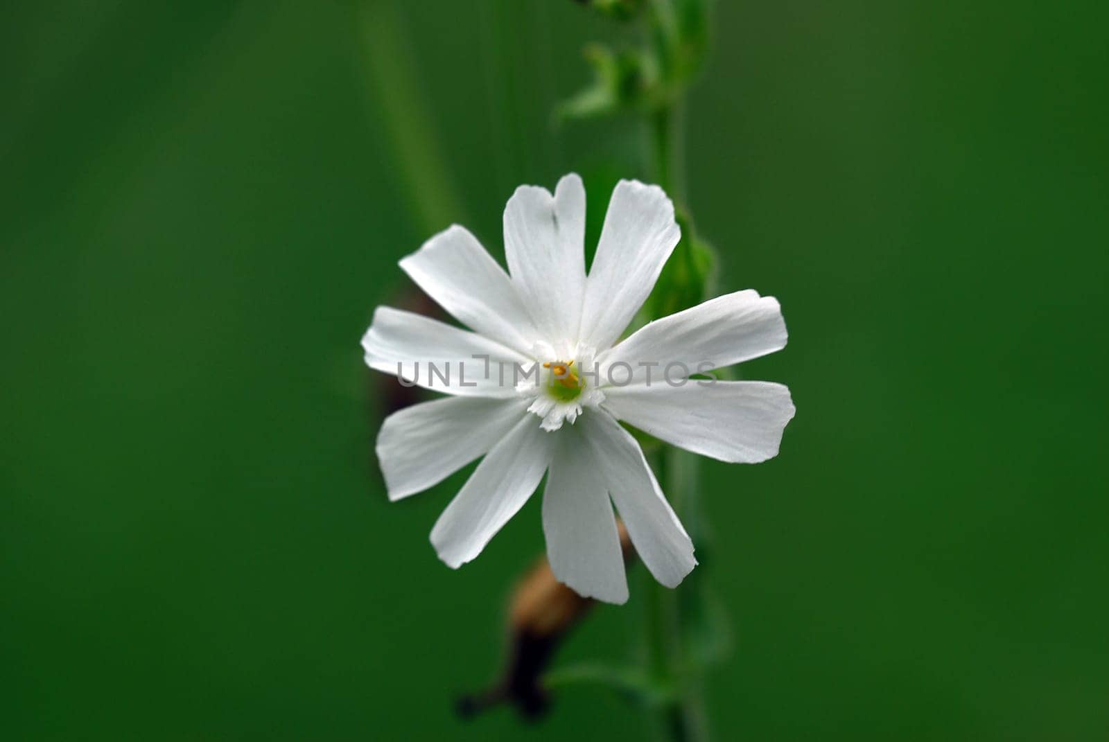 Light carnation