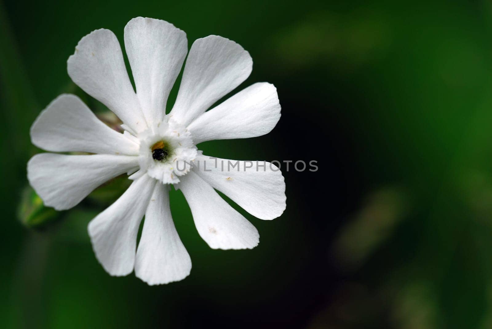 Campion
