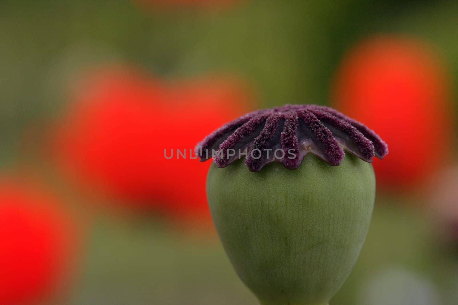Poppy seed capsule