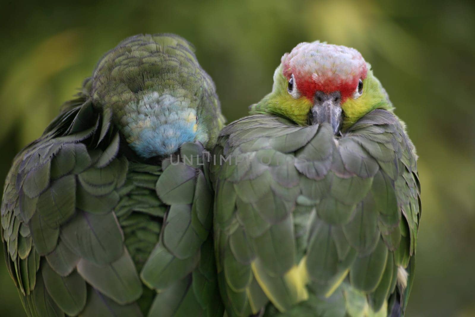 Yellow-cheeked parrot and blue-fronted parrot