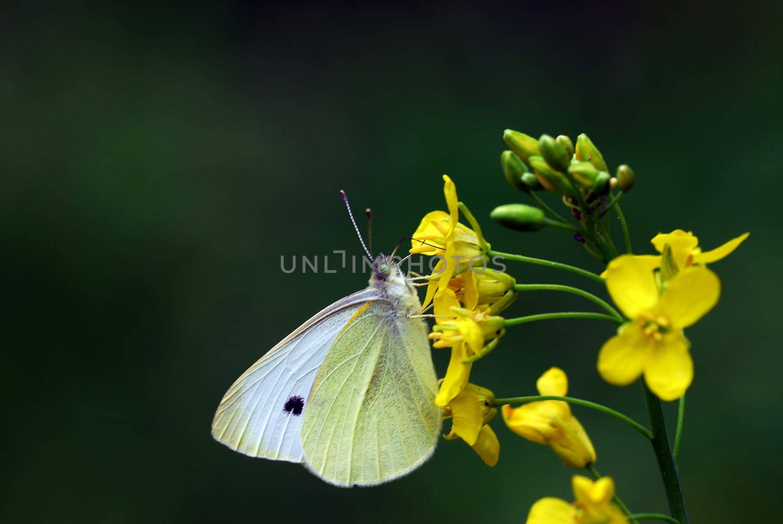 white on yellow