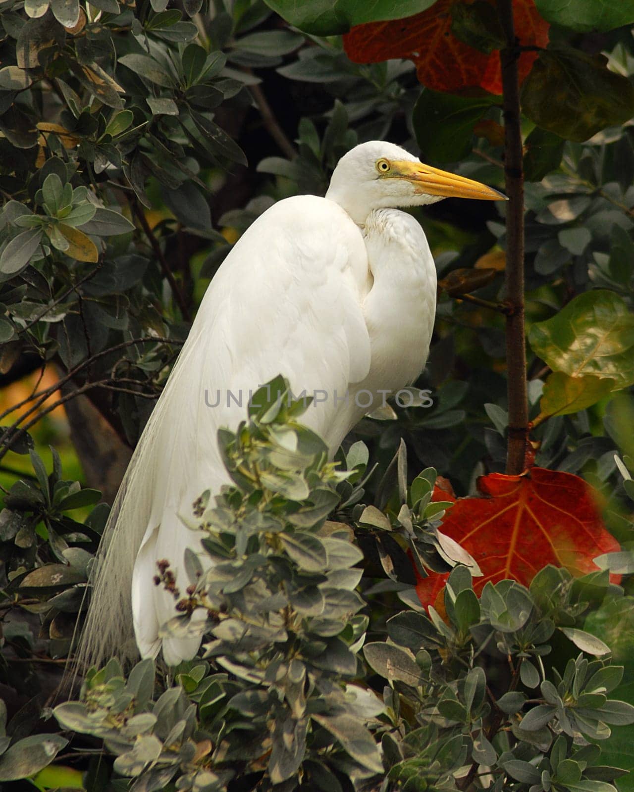 Here they are rarely found,but in America the great egrets are still quite common...... and it's exciting to watch them in nature!