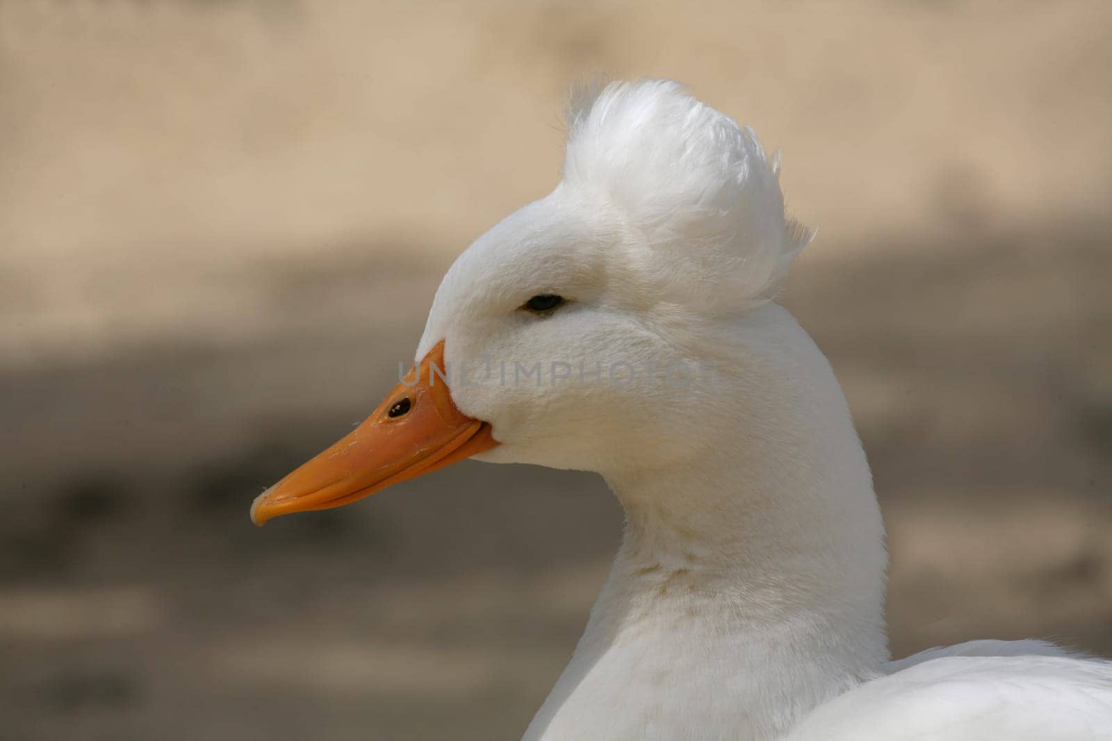 Crested duck