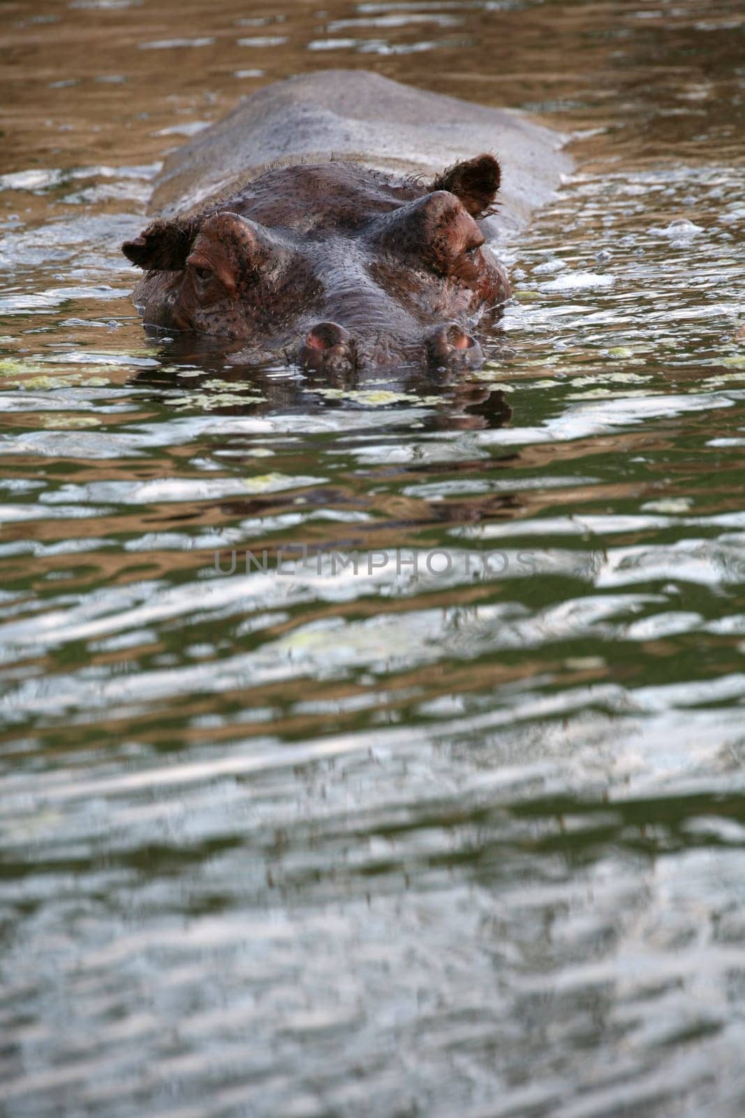 Hippopotamus