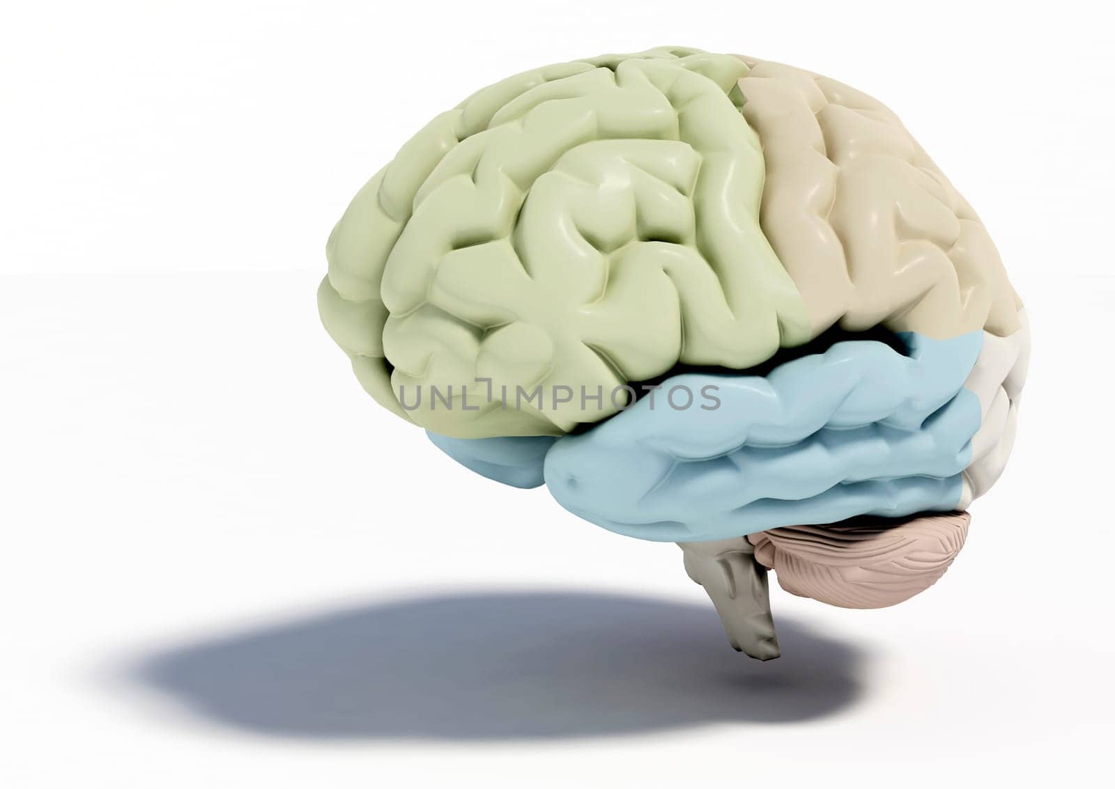 Human brain