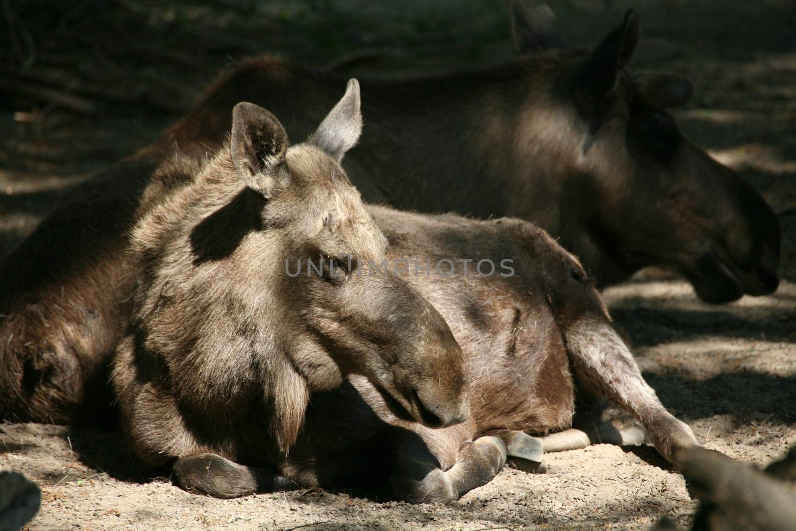 Moose cow