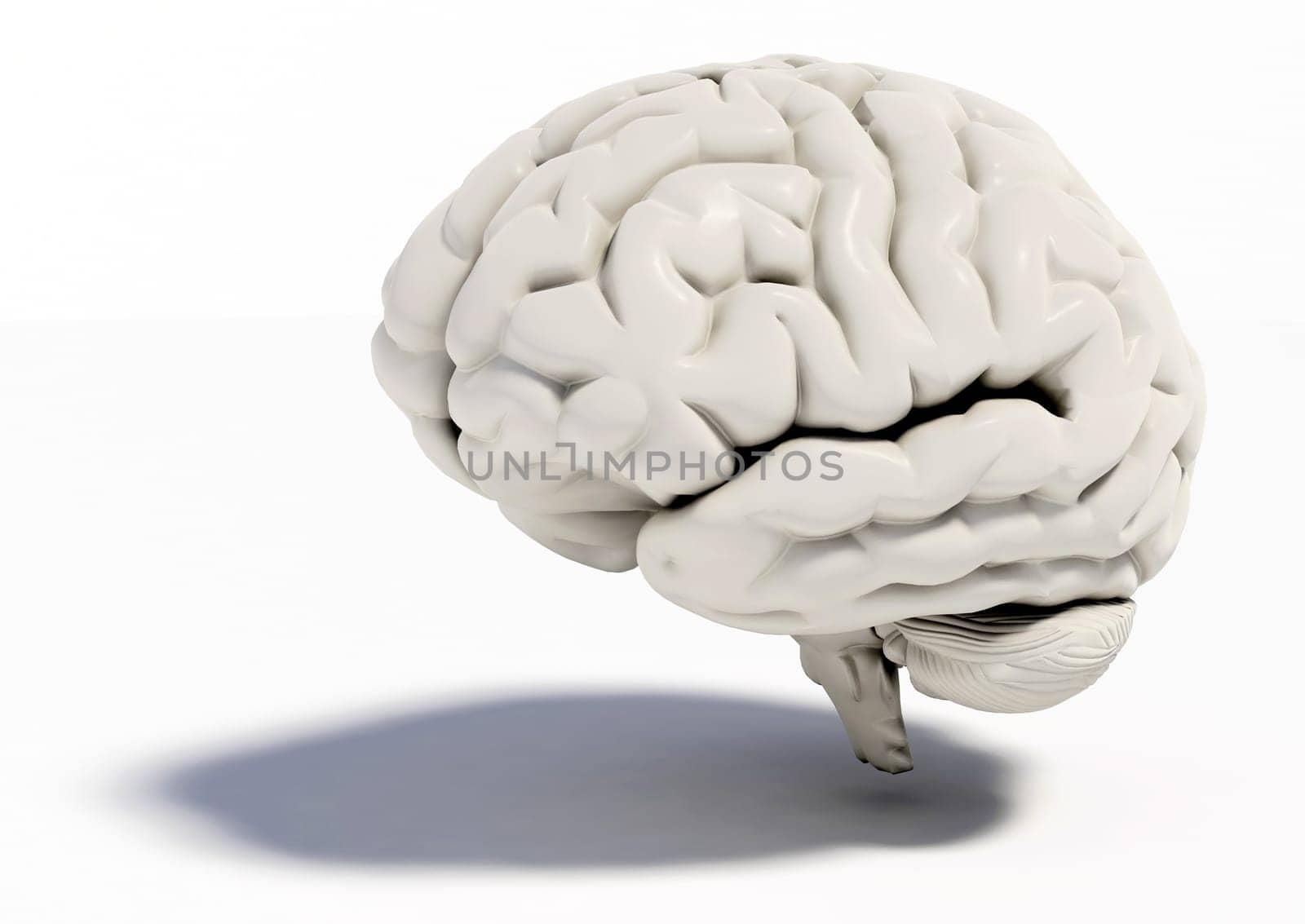 Human brain