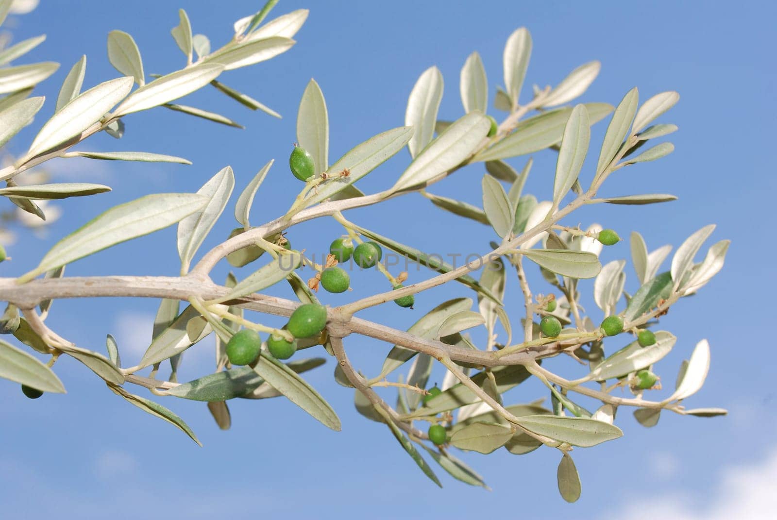 Olive tree