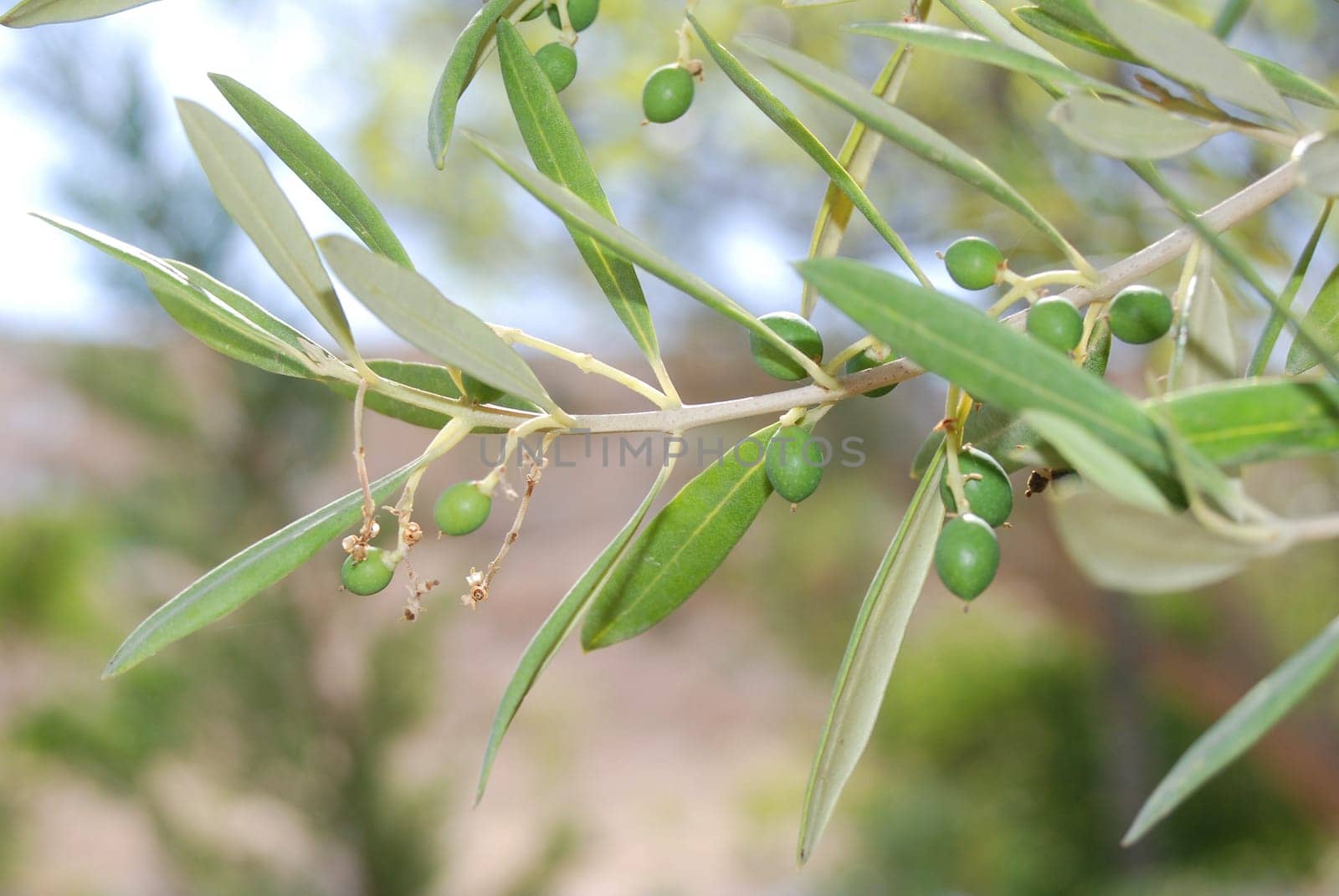 Olive tree