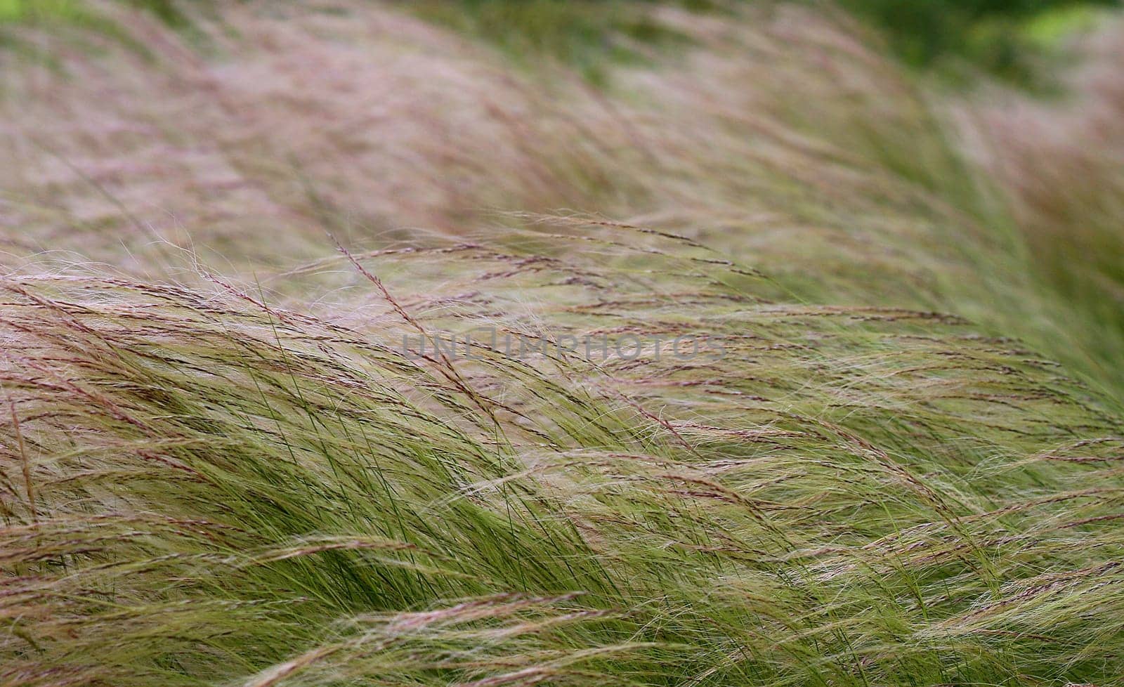 Grass