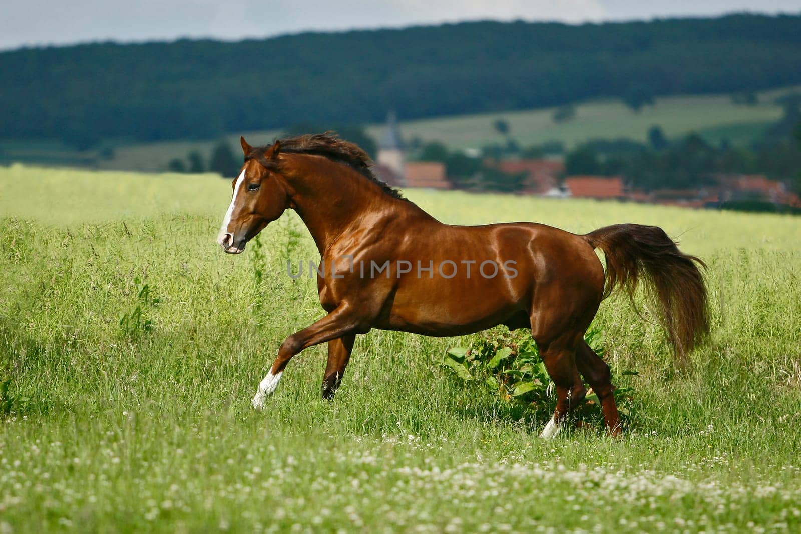 Copper-colored stallion at the shoot yesterday