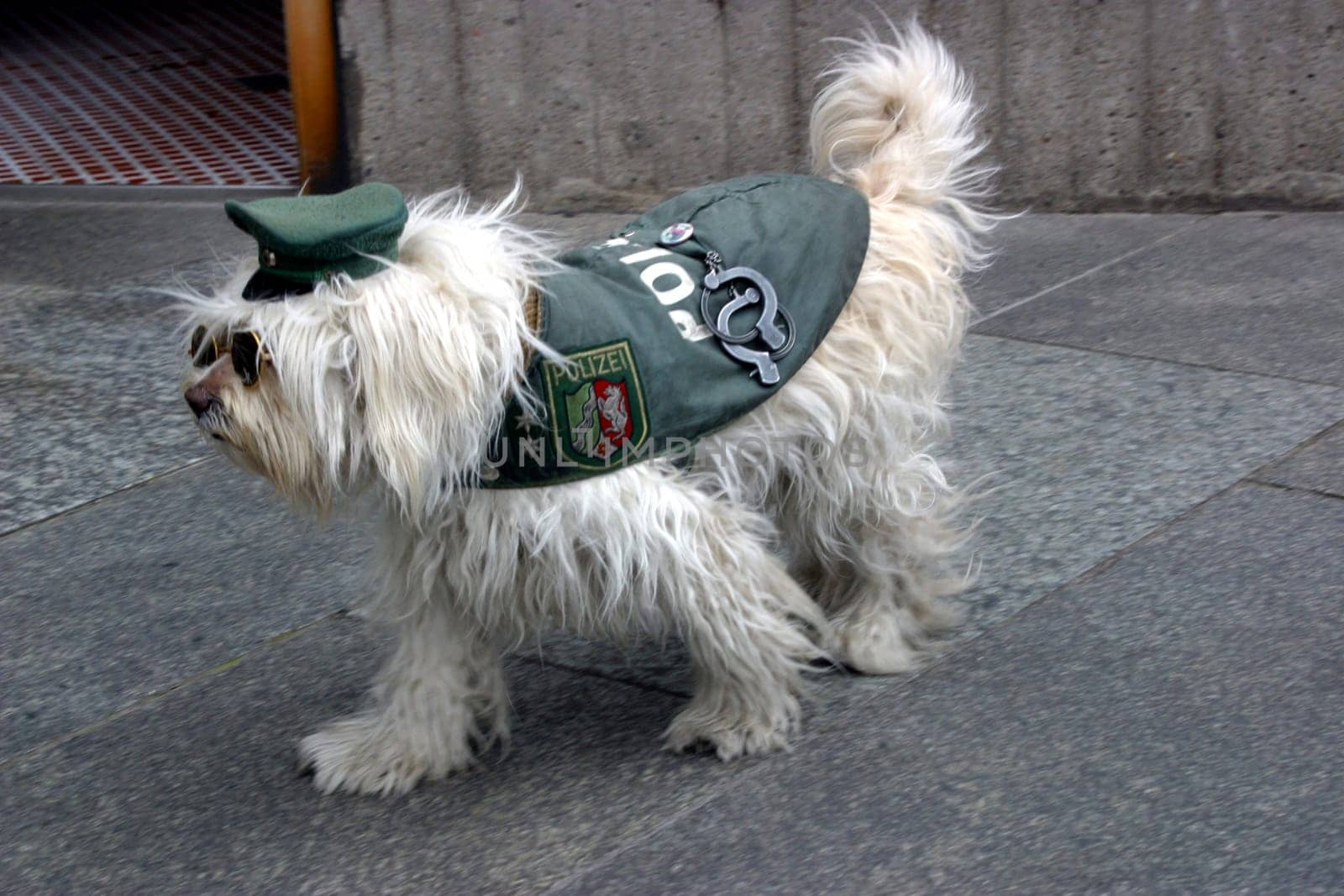 Police dog