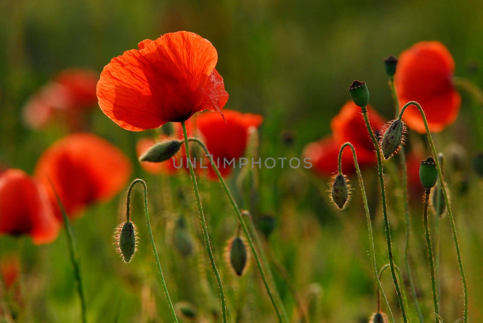 In the poppy field