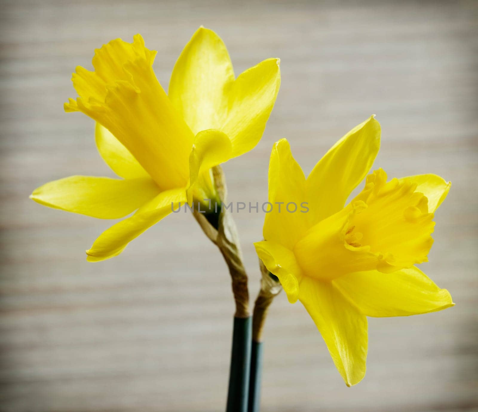 daffodils