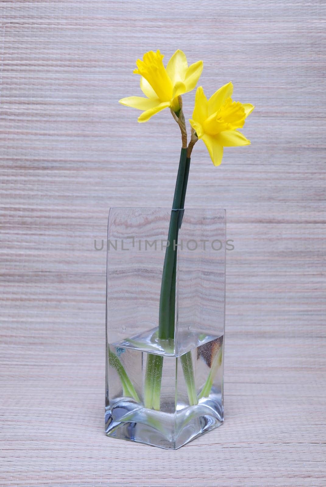 daffodils