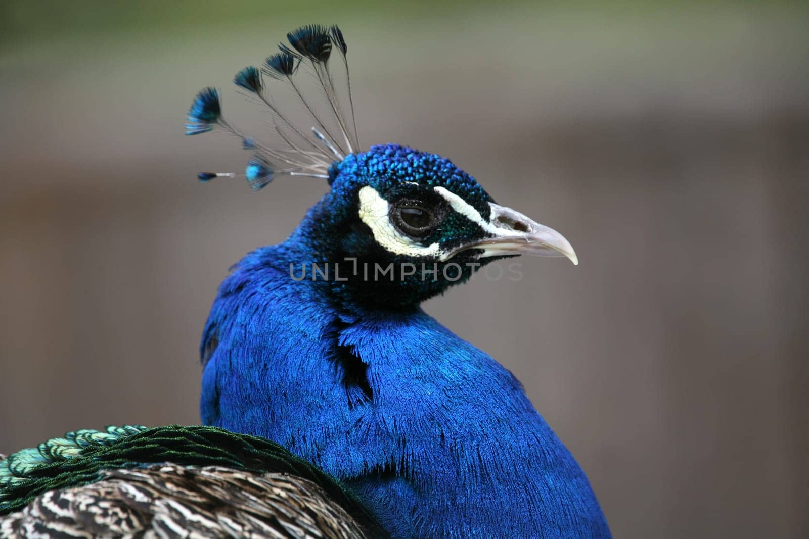 Pavo cristatus