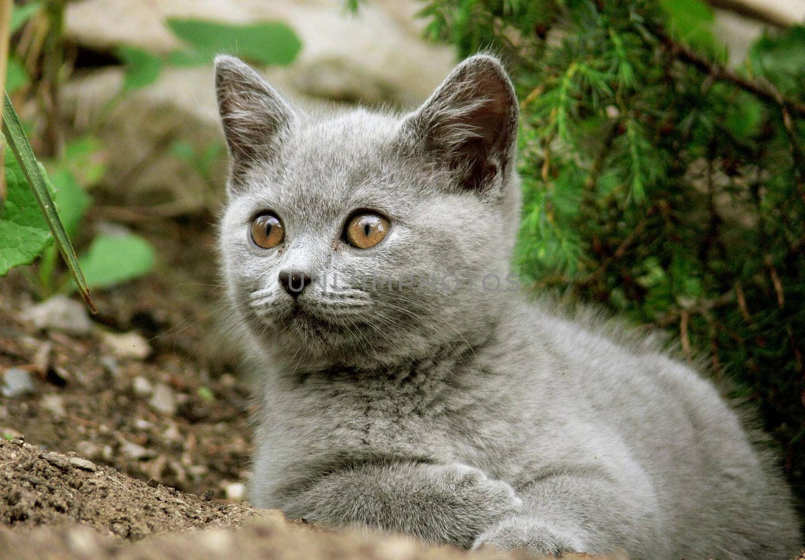 Little Leo