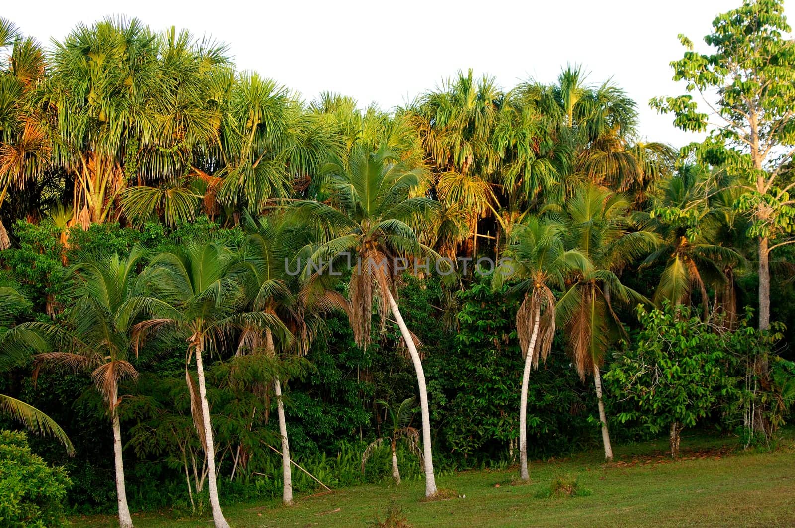 Palm Forest,Amazon,Brazil