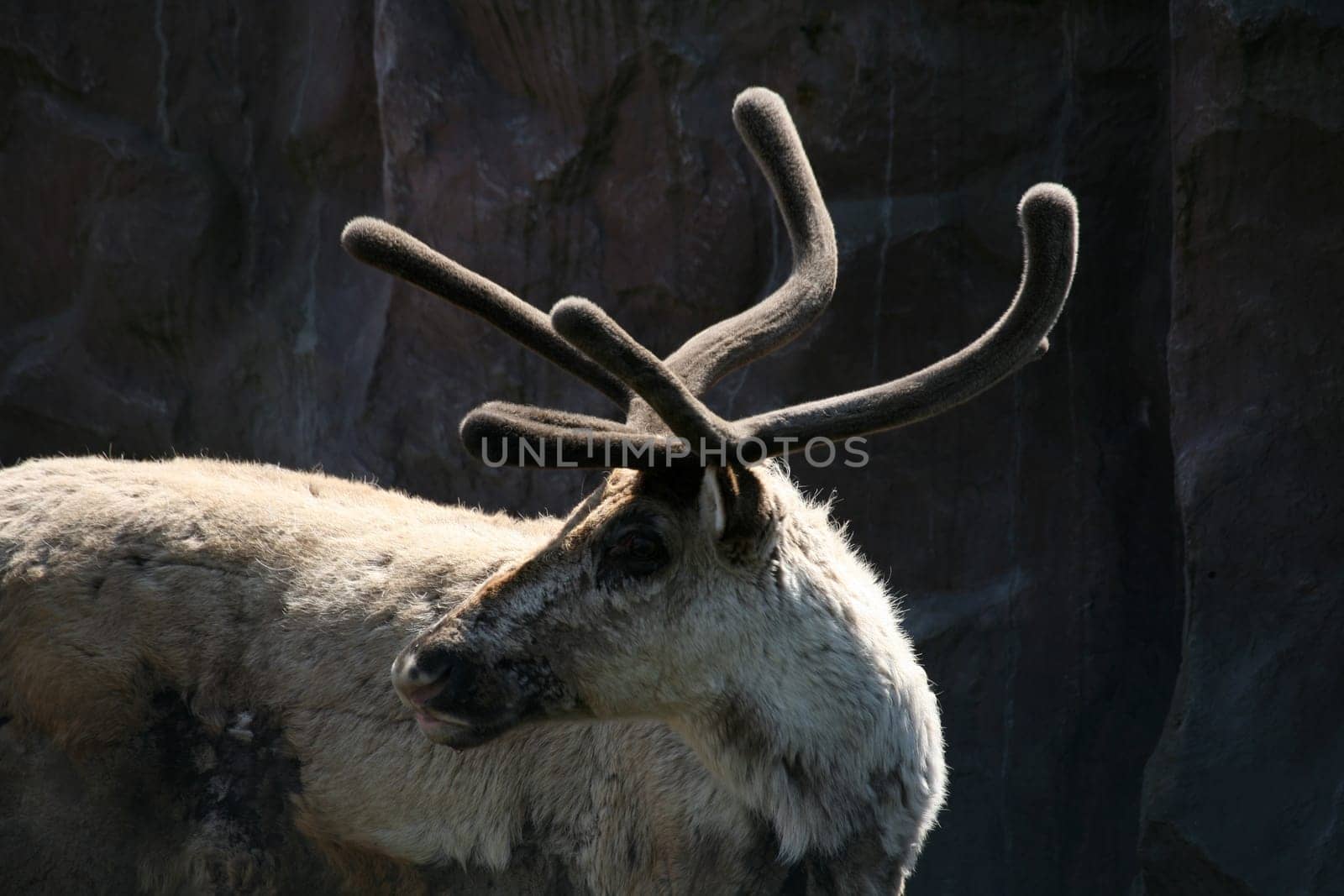 Reindeer
