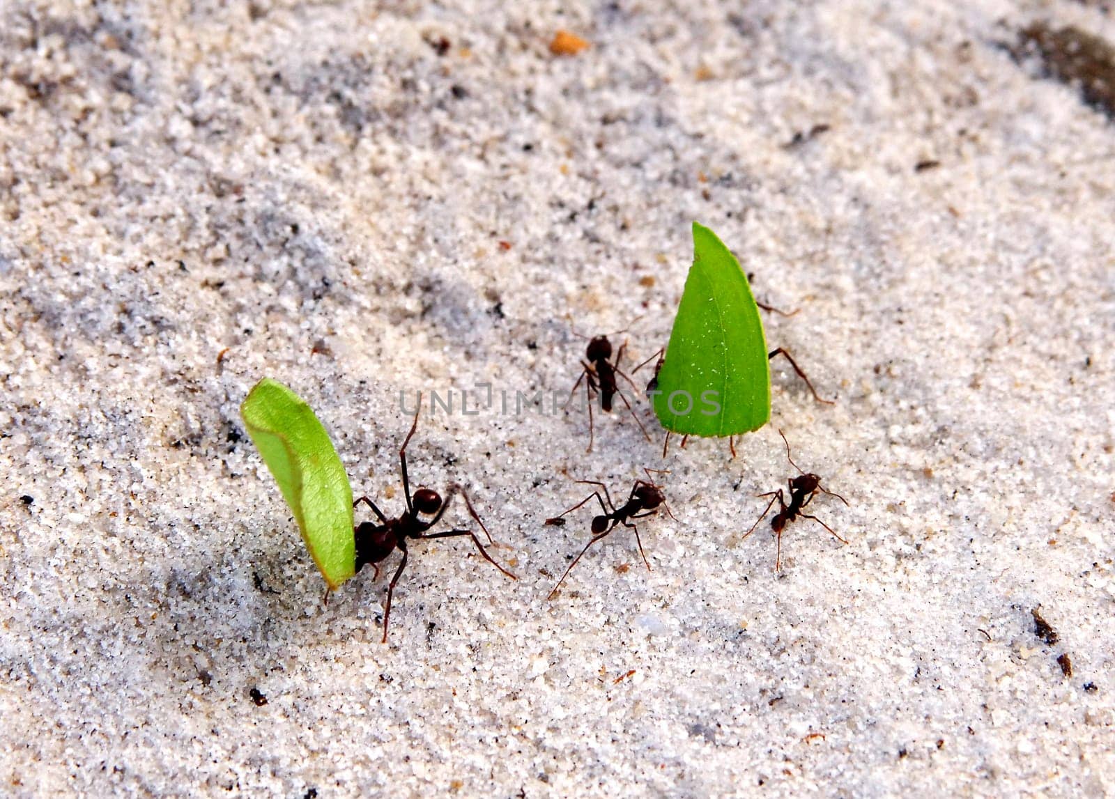 Leaf-cutting ants