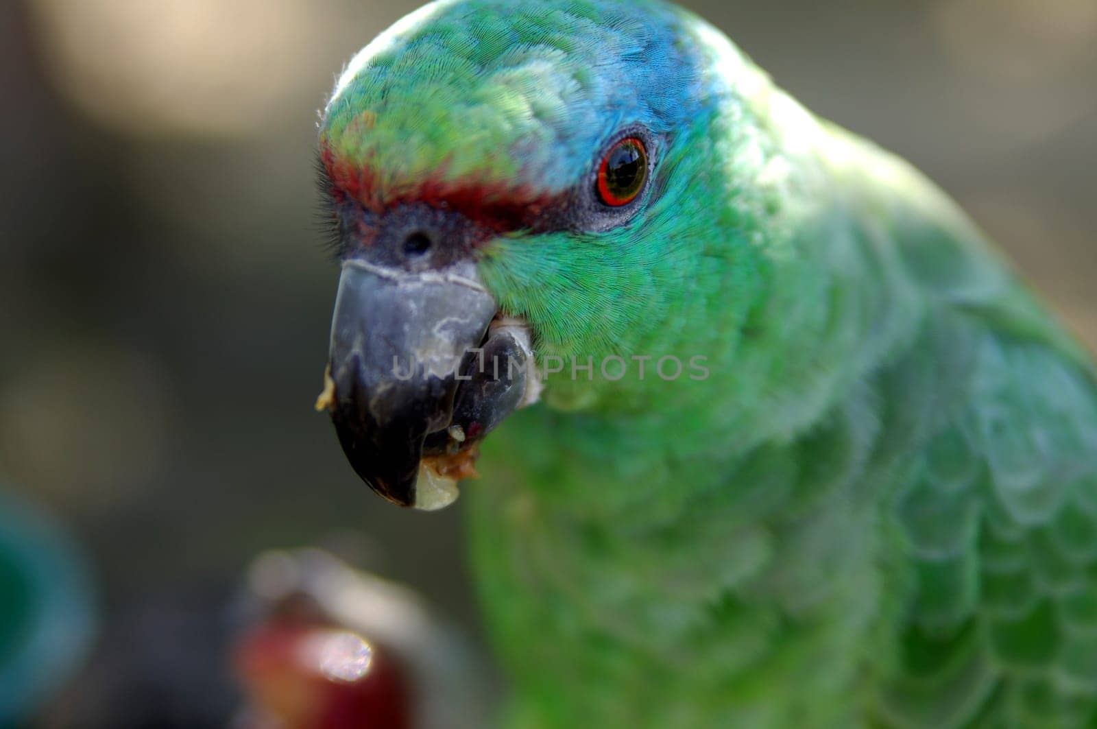 Blue-fronted amazon