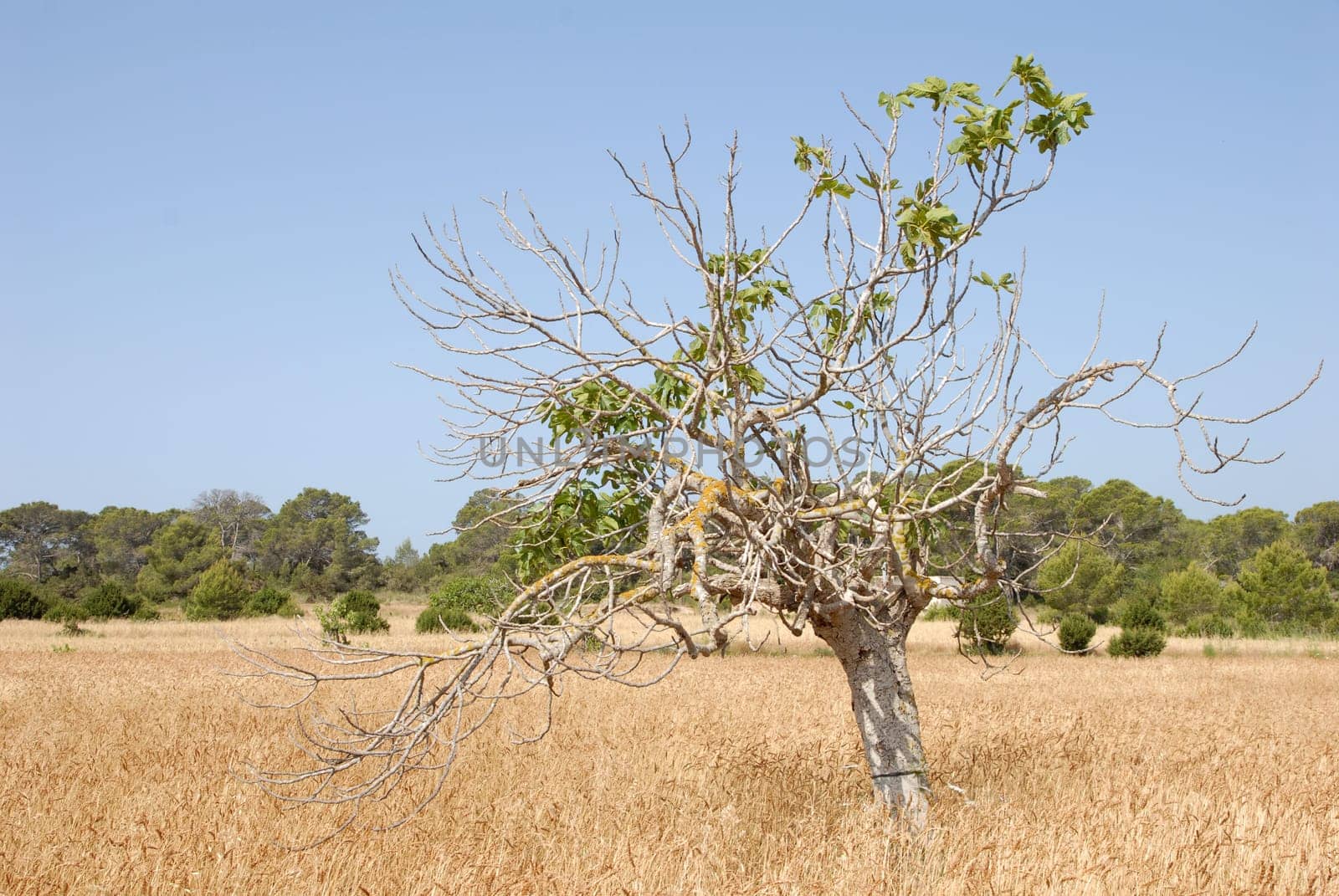Landscape in Ibiza