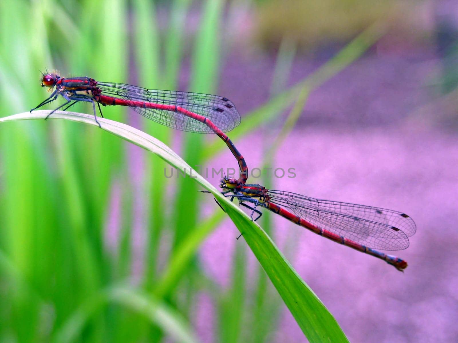 Early Adonis dragonflies