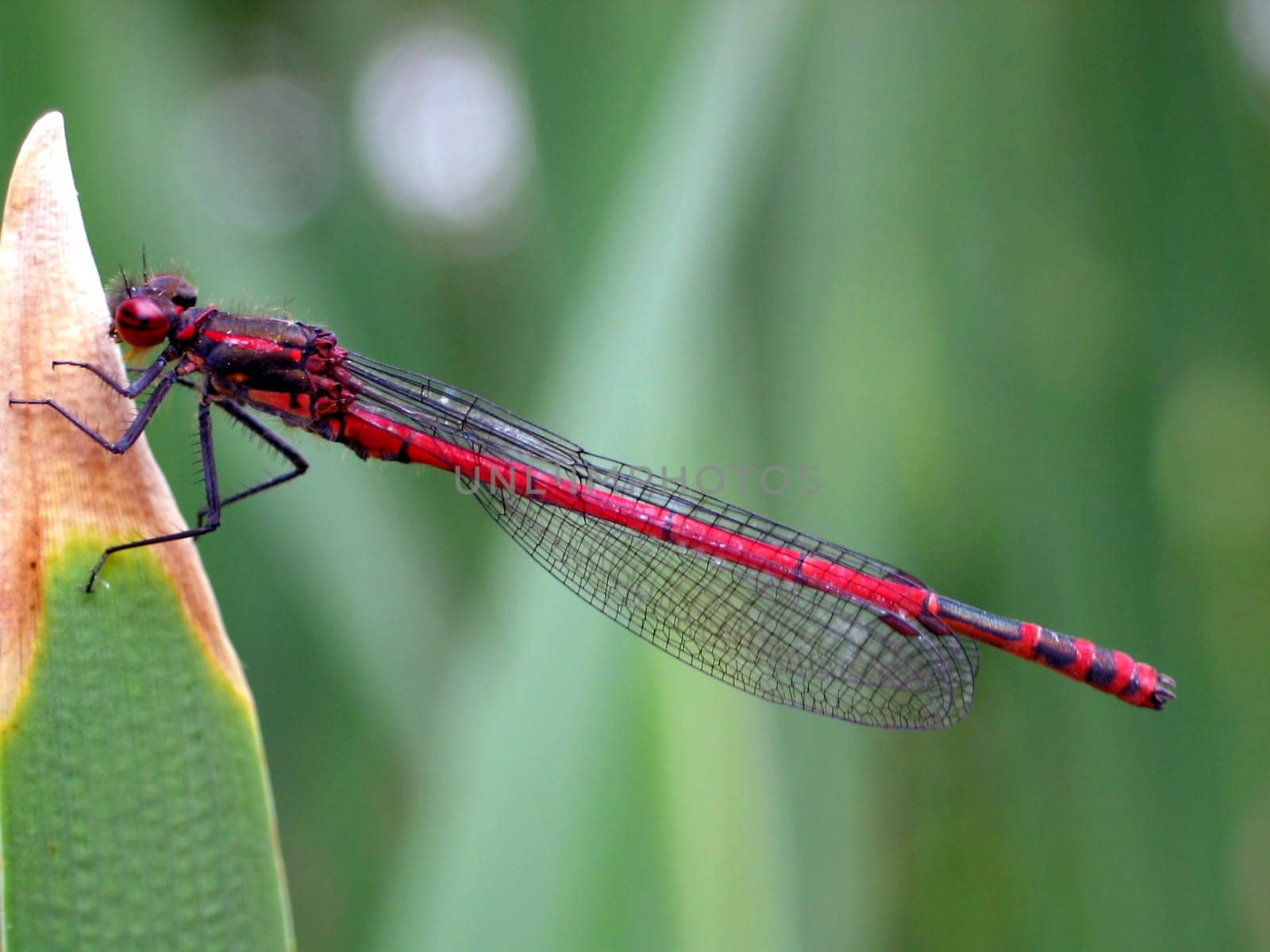 Large red damselfly