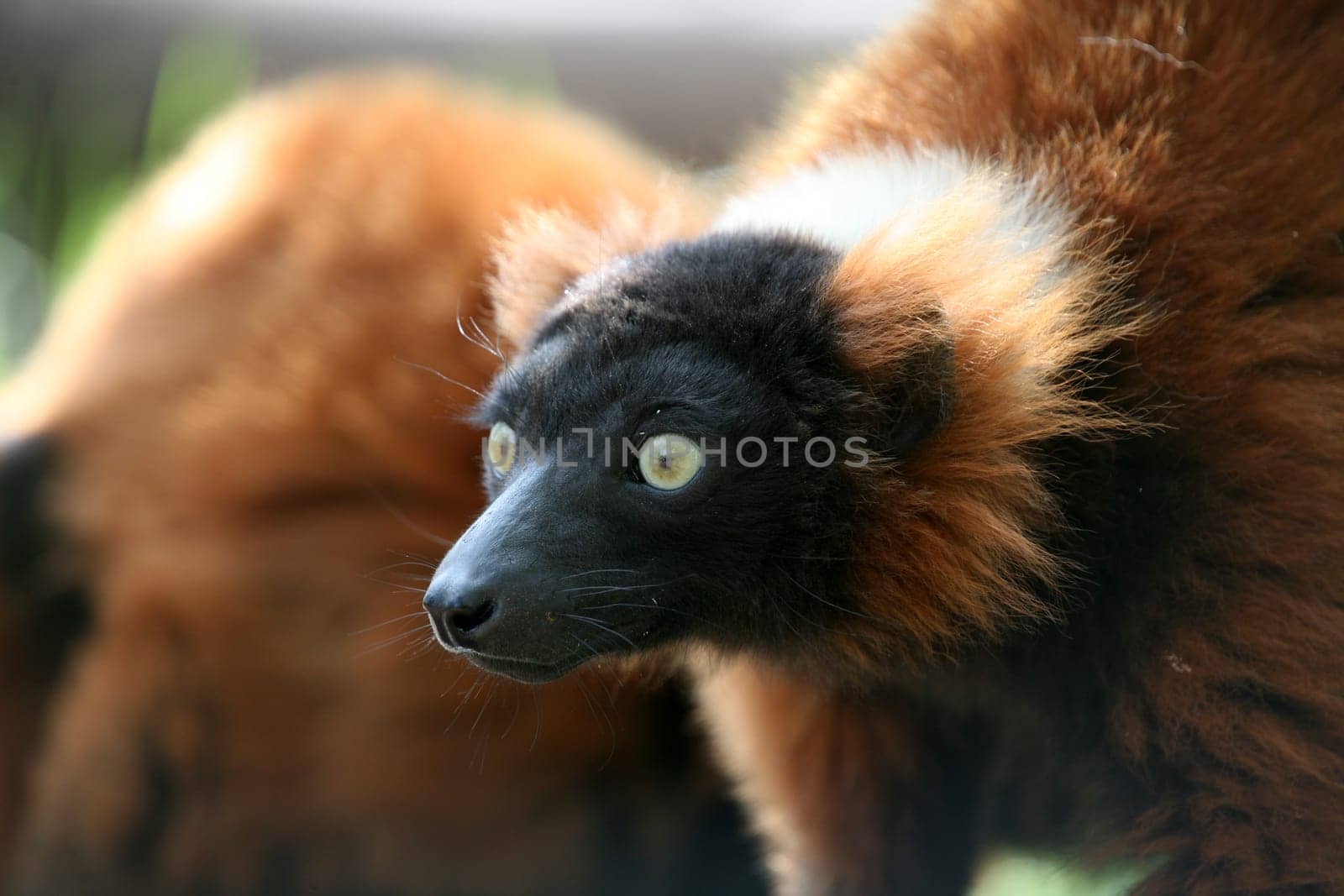 These rare lemurs are only found in Madagascar.