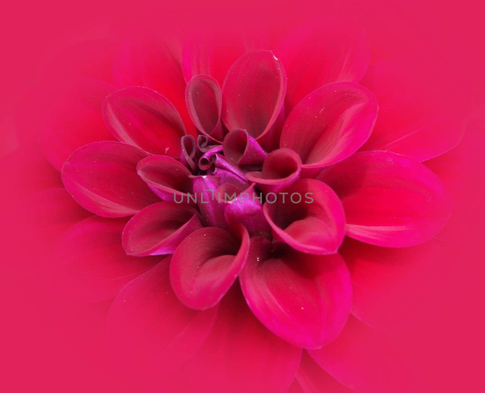 Flower magic