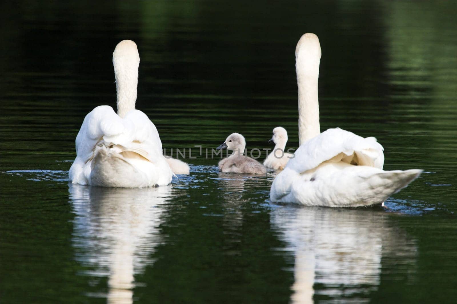 May I introduce,the Schwan family